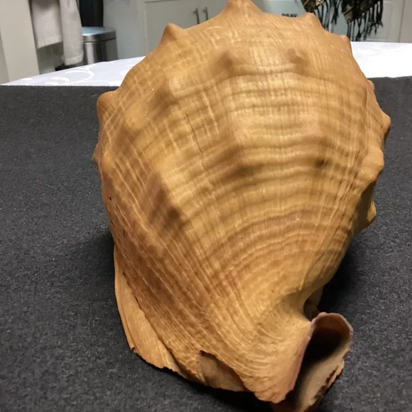 Rare XL Vintage Florida SEA SHELL. HISTORY ARTICLE TOO HELMET SHELL OLD !!! - Picture 11 of 11